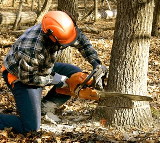Tree Removal in Fritch, TX